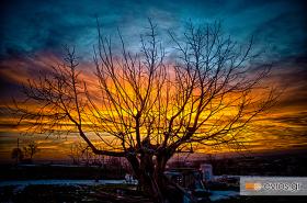 Stunning heaven colours through the branches of a walnut!