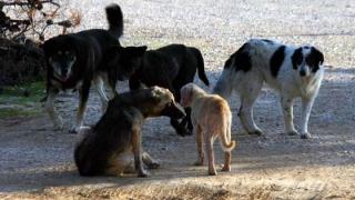 Αλεξανδρούπολη: 5,5 τόνοι τροφής για τα αδέσποτα & εντατικοί έλεγχοι για την υπεύθυνη ιδιοκτησία