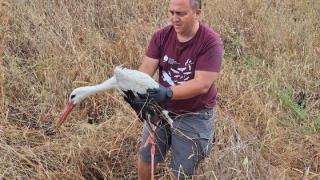 Ένας νεαρός Πολωνός πελαργός διασώθηκε στον Έβρο!