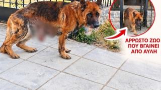 Οργή για τον ιδιοκτήτη που εγκατέλειψε το άρρωστο ζώο του στην Αλεξανδρούπολη - Σχηματίστηκε δικογραφία