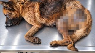 Δεν τα κατάφερε τελικά το άρρωστο λυκόσκυλο της οδού Τούντζας