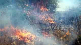 Περιφέρεια ΑΜ-Θ: Πέντε δασικές πυρκαγιές αντιμετωπίστηκαν μέσα σε 4 ημέρες