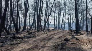 Πώς προχωρούν τα έργα στα καμένα του Έβρου