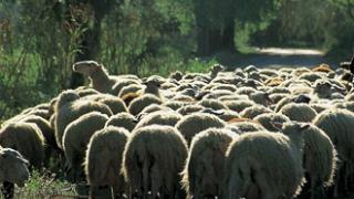 ΑΜ-Θ: 7.409 θανατώσεις ζώων και 600.000 ευρώ ζημιά λόγω ευλογιάς.