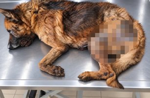 Δεν τα κατάφερε τελικά το άρρωστο λυκόσκυλο της οδού Τούντζας