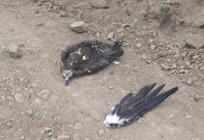 Νεκρός ο σπανιος μαυρόγυπας που ακρωτηριάστηκε μετά από πρόσκρουση σε ανεμογεννήτρια