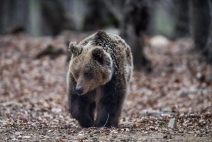 Μεγάλη αρκούδα εμφανίστηκε σε ορεινή περιοχή του δήμου Αλεξανδρούπολης
