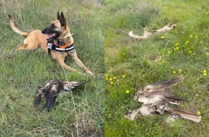 Δαδιά: Μήνυση για τη μαζική δηλητηρίαση άγριων ζώων