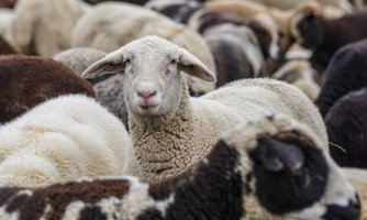 Νέα εστία ευλογιάς αιγοπροβάτων στη Ροδόπη 