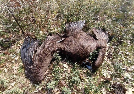 Τραγικό περιστατικό με δηλητηριασμένους μαυρόγυπες και άλλα ζώα στο Δάσος της Δαδιάς.