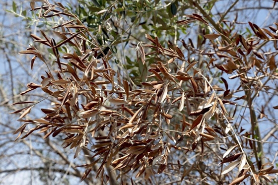 Τι είναι η Xylella και γιατί απειλεί τους ελαιώνες της Αλεξανδρούπολης 