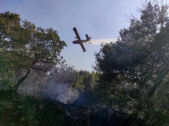 Η φωτιά καίει δασική έκταση με δρυς και πεύκα, βορειοδυτικά της Κοτρωνιάς.