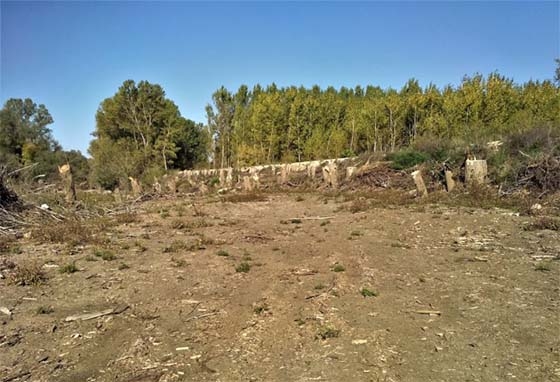 Οι ρίζες των δέντρων απομακρύνονται βίαια με μπουλντόζες μέχρι αποκαλύψεως του γυμνού εδάφους.
