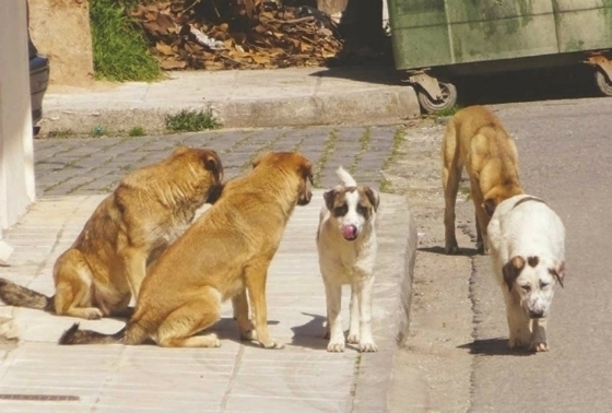 Τι παίρνουν οι Δήμοι του Έβρου για τα αδέσποτα από το Υπ. Εσωτερικών