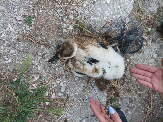 Πετώντας σκοινιά, σακούλες και τριχιές, αυξάνουμε τον κίνδυνο θνησιμότητας των Πελαργών!