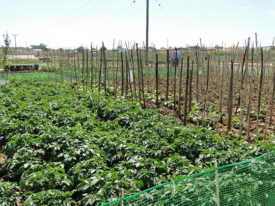 Περισσότερες από 270 οικογένειες προμηθεύονται από τον βιοαγρό φρούτα και λαχανικά