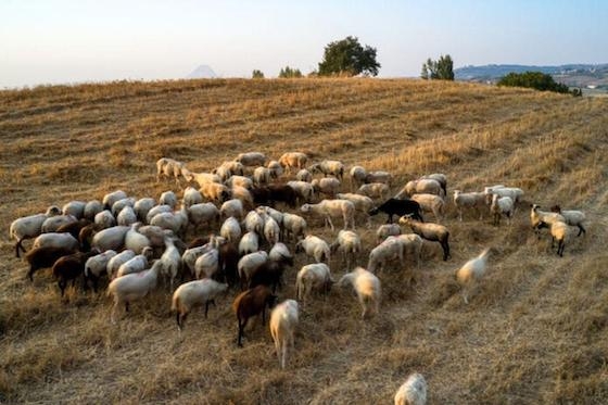 Η νόσος δεν μεταδίδεται στον άνθρωπο και δεν αποτελεί απειλή για τη Δημόσια Υγεία. 