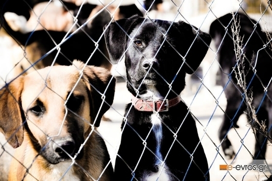 Δωρεάν τοποθέτηση microchip σε δεσποζόμενους σκύλους με αφορμή την Παγκόσμια Ημέρα Αδεσπότων Ζώων