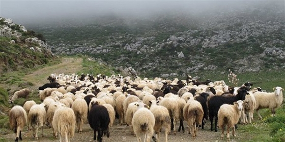 Σε όλες τις Περιφέρειες της χώρας έχουν καταγραφεί παρόμοια προβλήματα